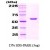 SDS-Page: Hsp60 Protein [NBC1-18353] - GroEL, 57.3kDa (548aa), confirmed by MALDI-TOF with a purity of 95% by SDS - PAGE